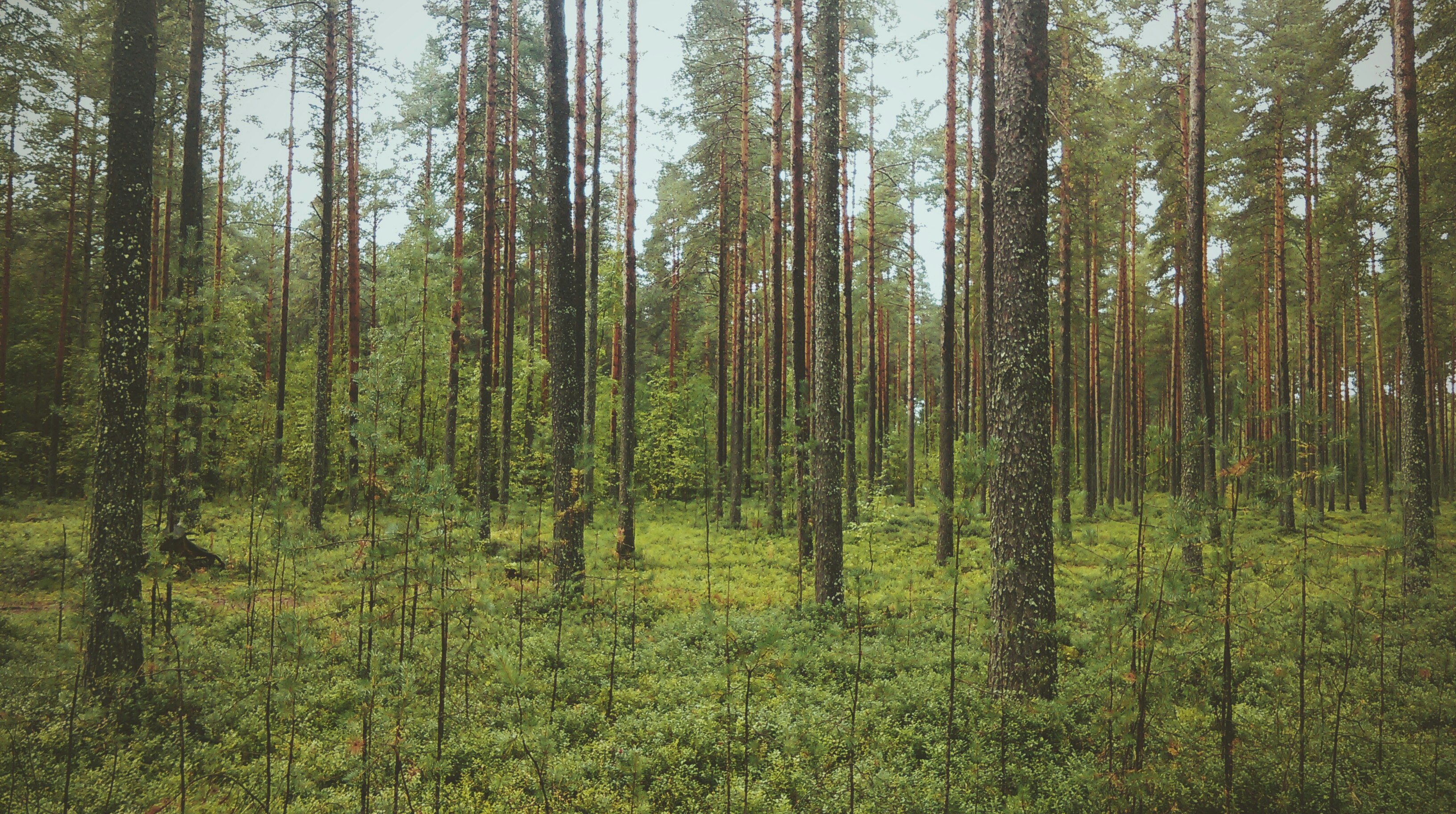 red pine forest by Brownie